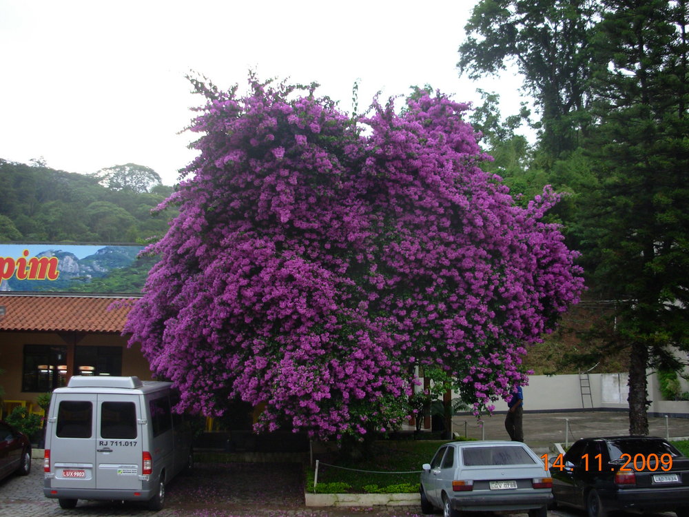 Bougainville